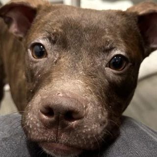 Sally, an adoptable Mixed Breed in Chicago, IL, 60614 | Photo Image 1