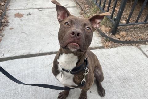 Enlarge Sally, a Adoptable Mixed Breed in Chicago, IL image 3/6