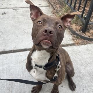 Enlarge Sally, a Adoptable mixed breed in Chicago, IL image 3/6