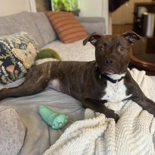 Enlarge Sally, a Adoptable mixed breed in Chicago, IL image 6/6