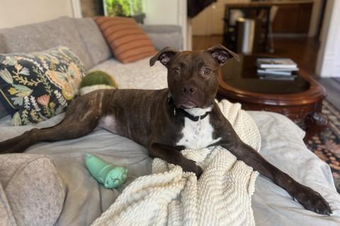 Enlarge Sally, a Adoptable Mixed Breed in Chicago, IL image 4/6