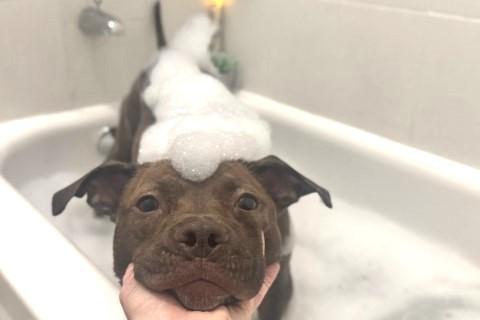 Enlarge Sally, a Adoptable Mixed Breed in Chicago, IL image 5/6