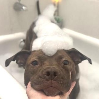 Enlarge Sally, a Adoptable mixed breed in Chicago, IL image 5/6