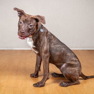 Sally, an adoptable Mixed Breed in Chicago, IL, 60614 | Photo Image 5