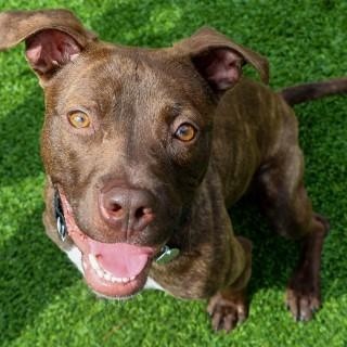 Sally, Adoptable, Young Female Mixed Breed.