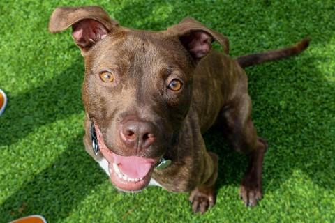 Enlarge Sally, a Adoptable Mixed Breed in Chicago, IL image 6/6