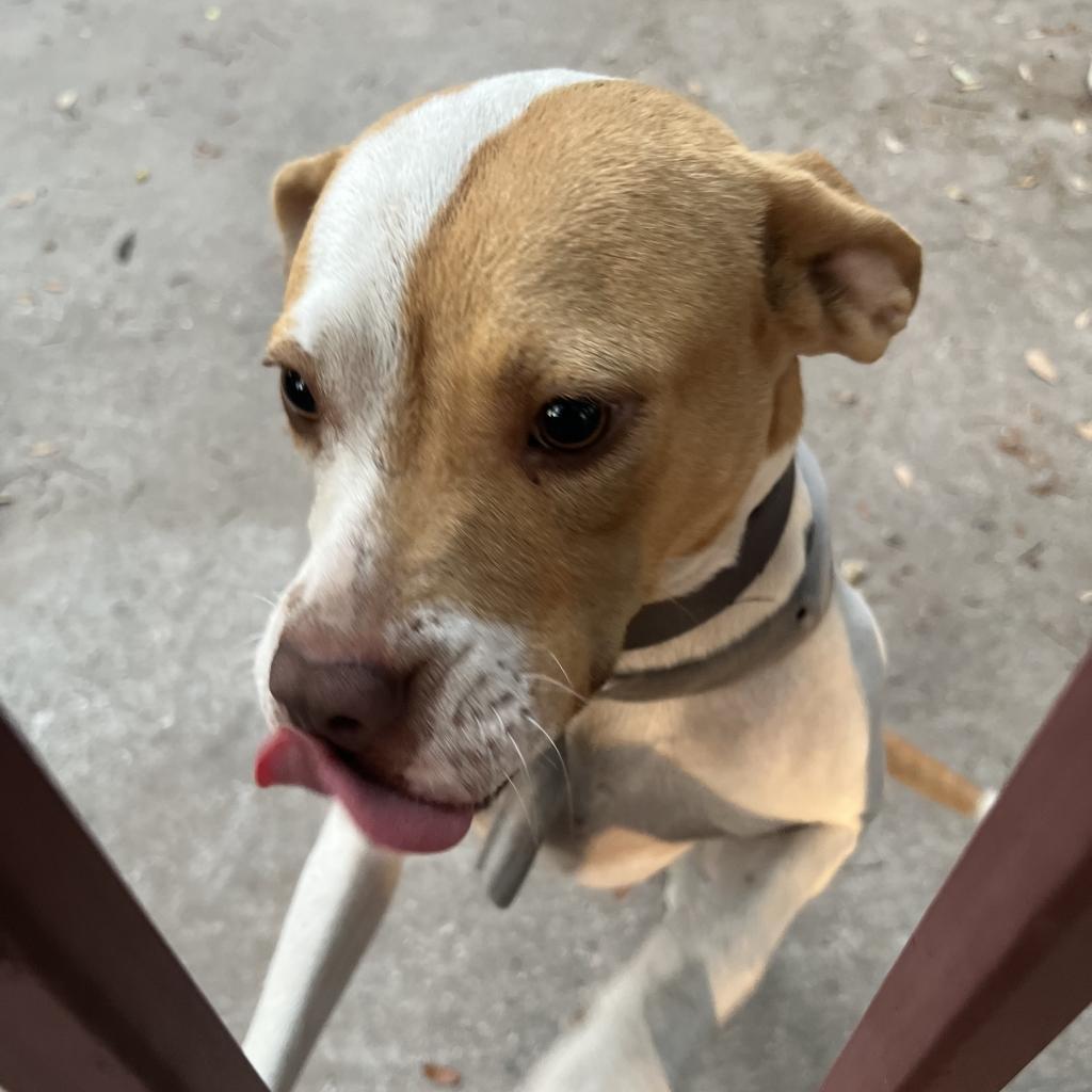 Juniper, Adoptable, Adult Female Pointer.