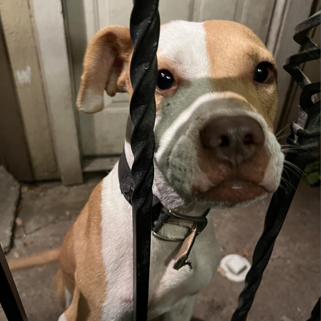 Enlarge Juniper, a Adoptable Pointer in Houston, TX image 2/6