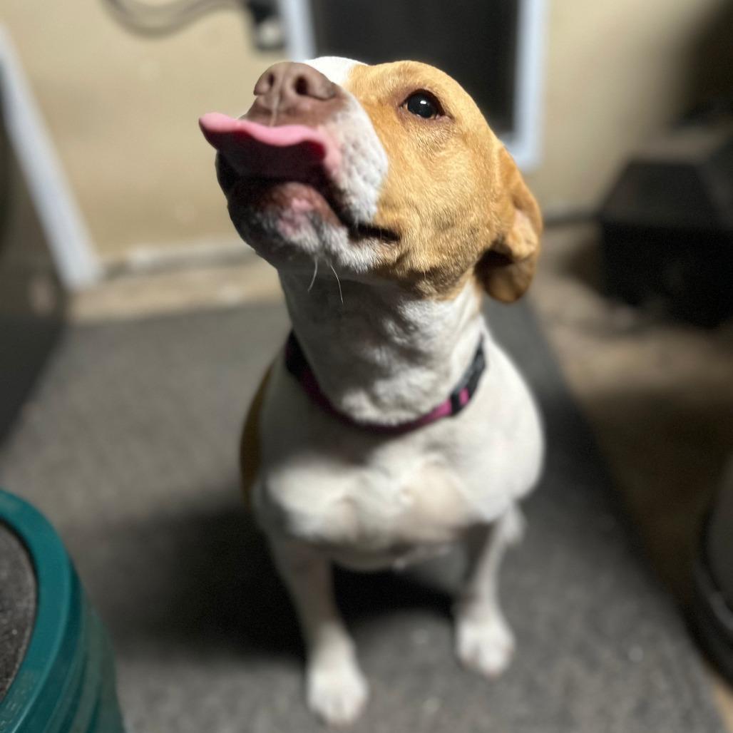 Enlarge Juniper, a Adoptable Pointer in Houston, TX image 3/6