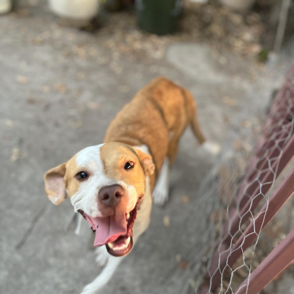 Enlarge Juniper, a Adoptable Pointer in Houston, TX image 4/6