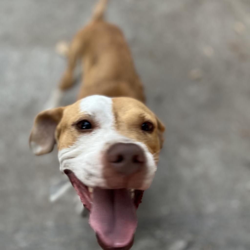 Enlarge Juniper, a Adoptable Pointer in Houston, TX image 5/6