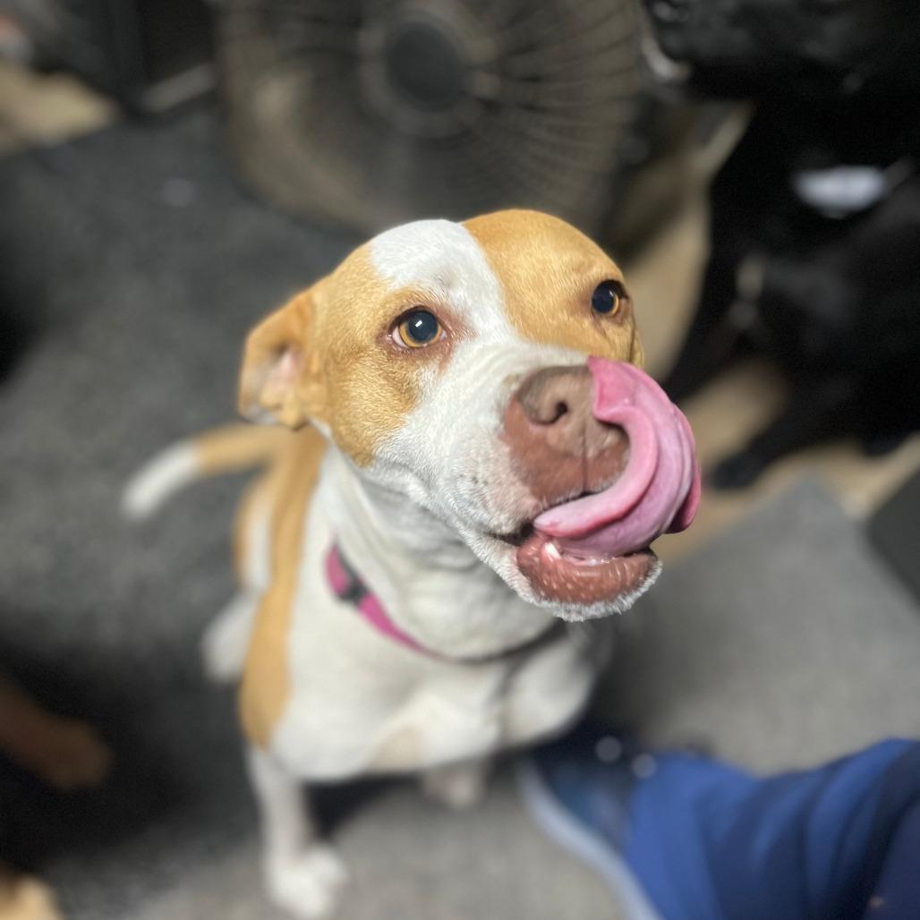 Enlarge Juniper, a Adoptable Pointer in Houston, TX image 6/6