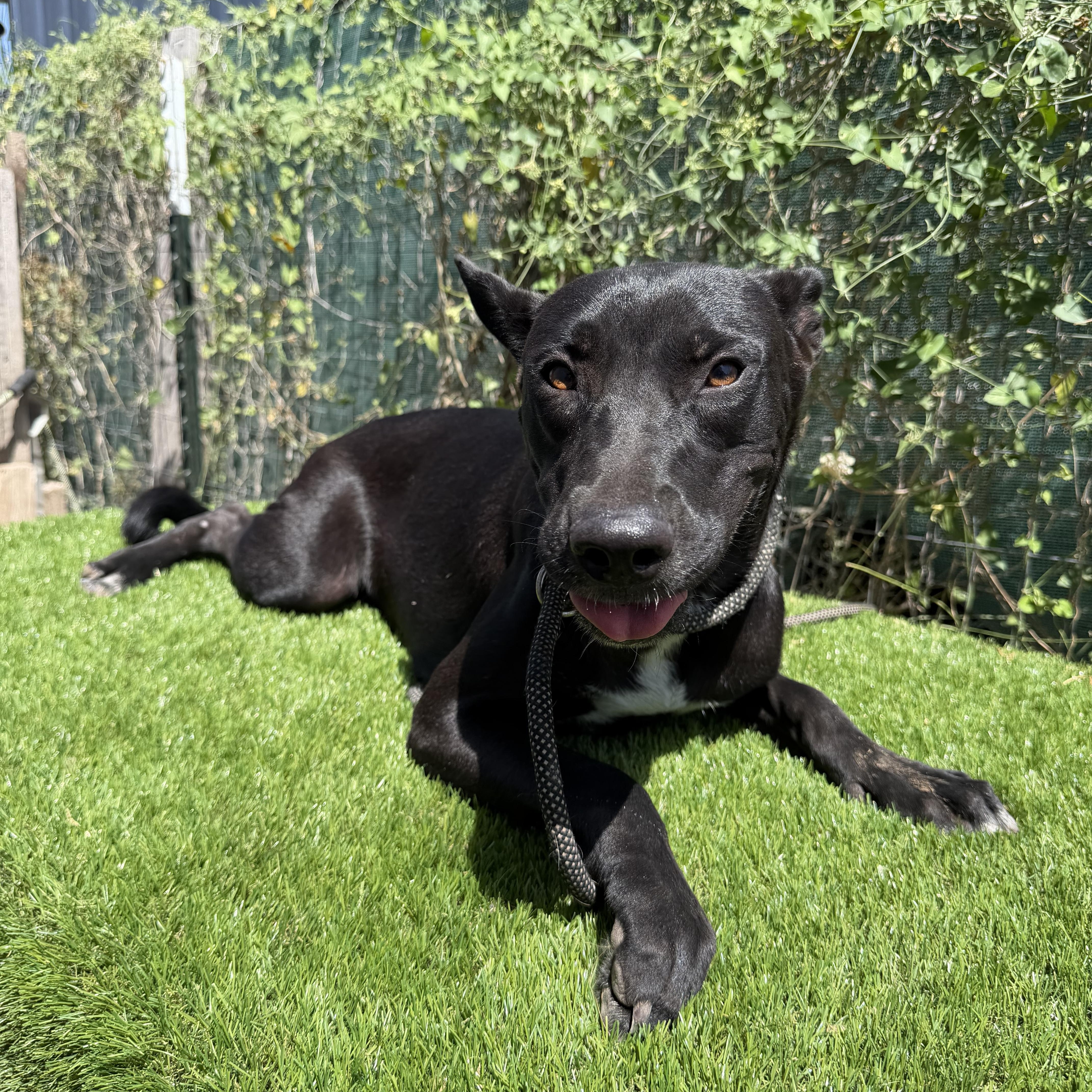 Enlarge Petra, a Adoptable mixed breed in Scarsdale, NY image 6/6