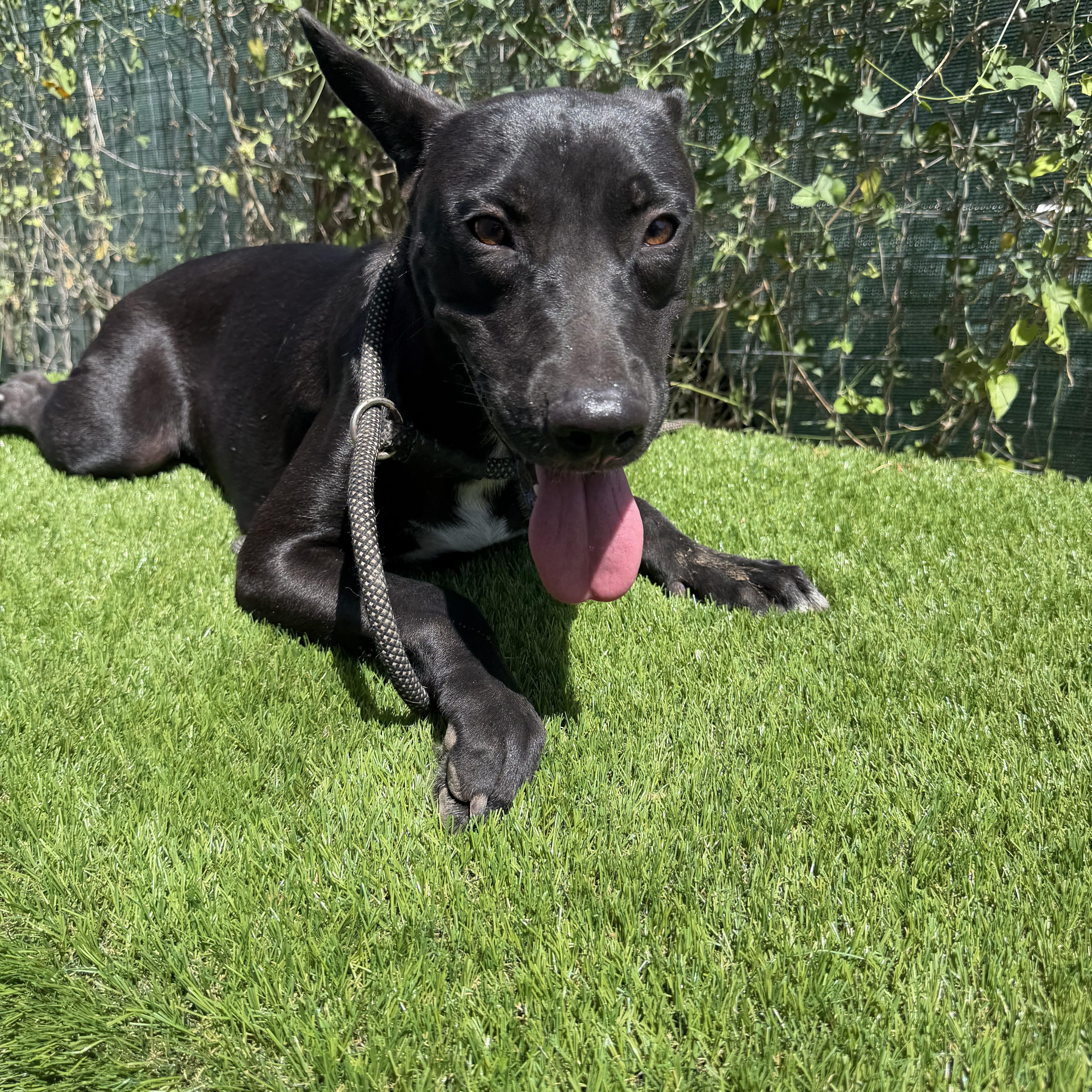 Enlarge Petra, a Adoptable mixed breed in Scarsdale, NY image 2/6