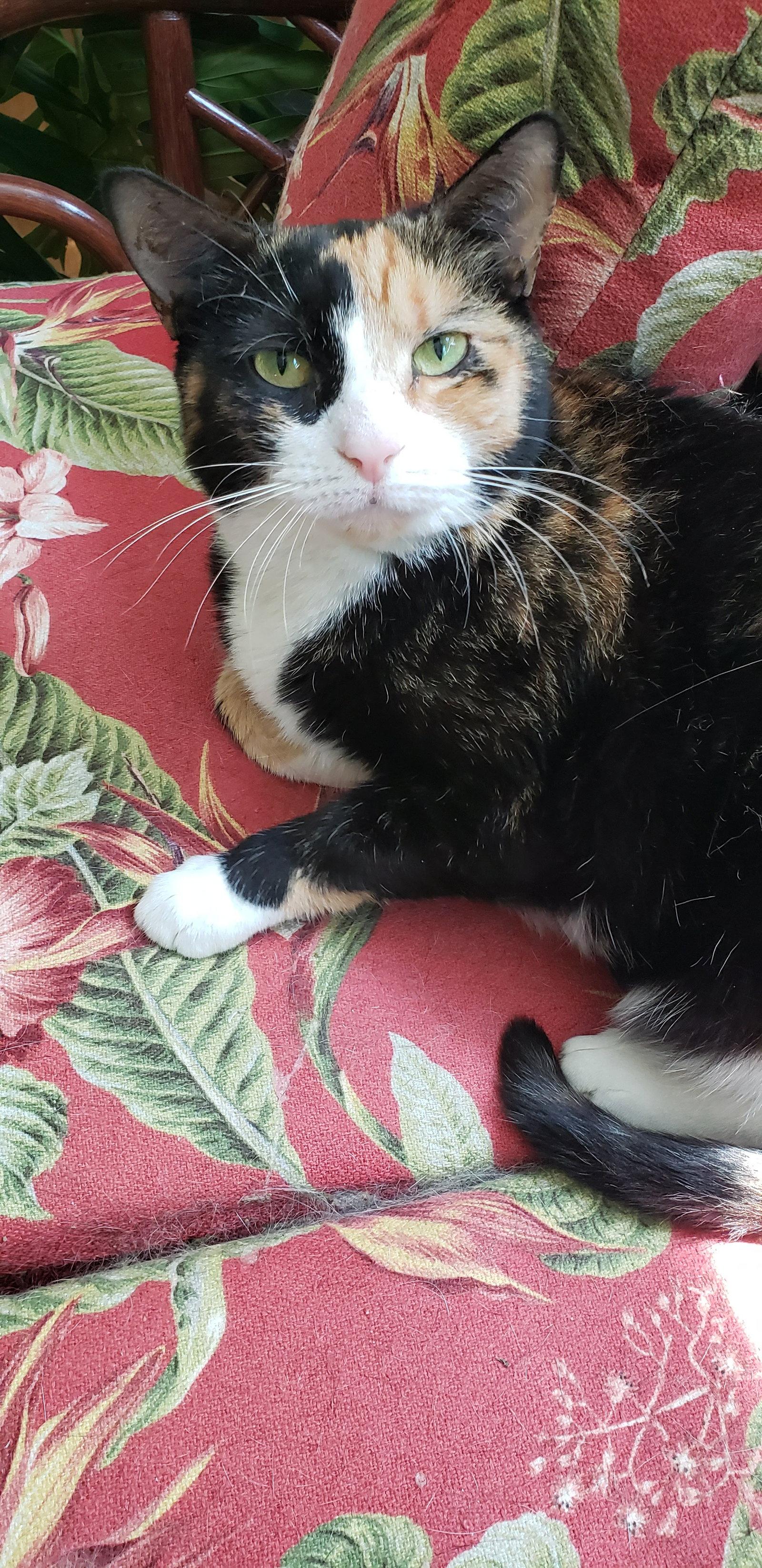 Laurel, Adoptable, Young Female Tortoiseshell.