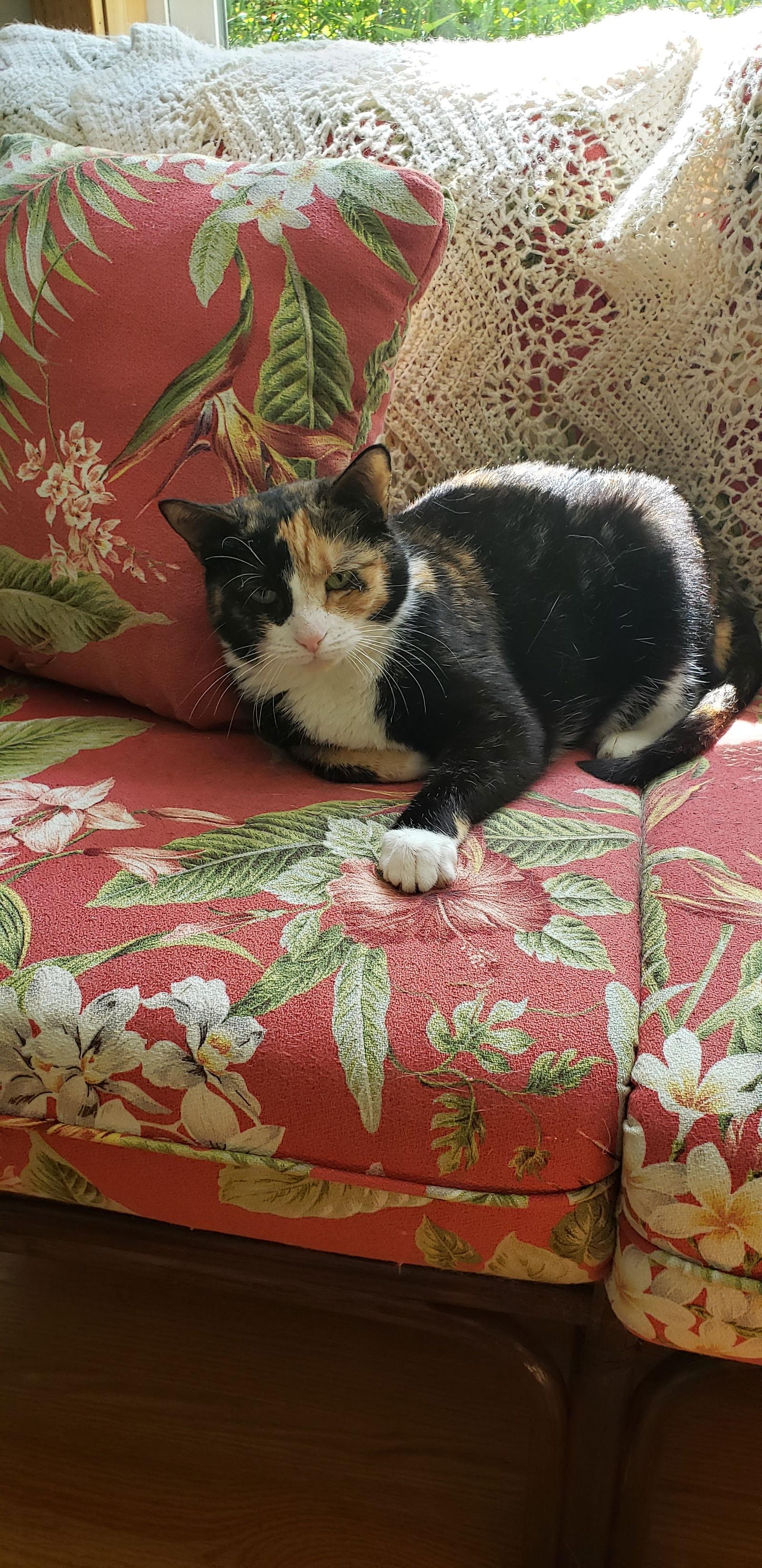 Laurel, a Adoptable Tortoiseshell in Westminster, MD image 1/5