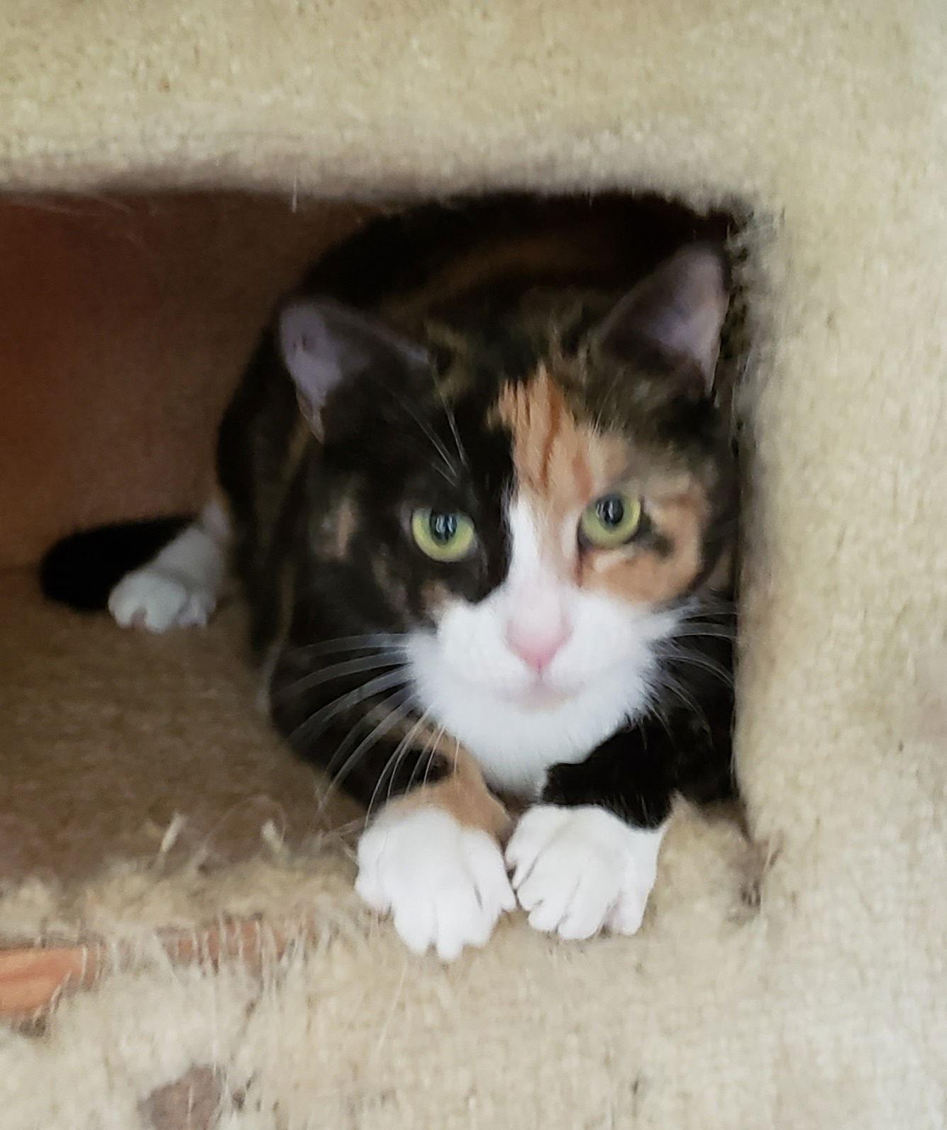 Laurel, a Adoptable Tortoiseshell in Westminster, MD image 2/5