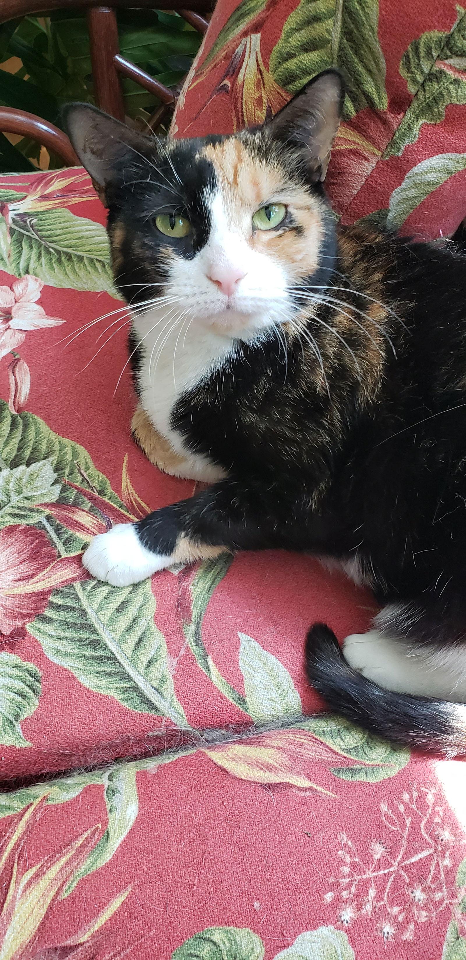 Laurel, a Adoptable Tortoiseshell in Westminster, MD image 3/5