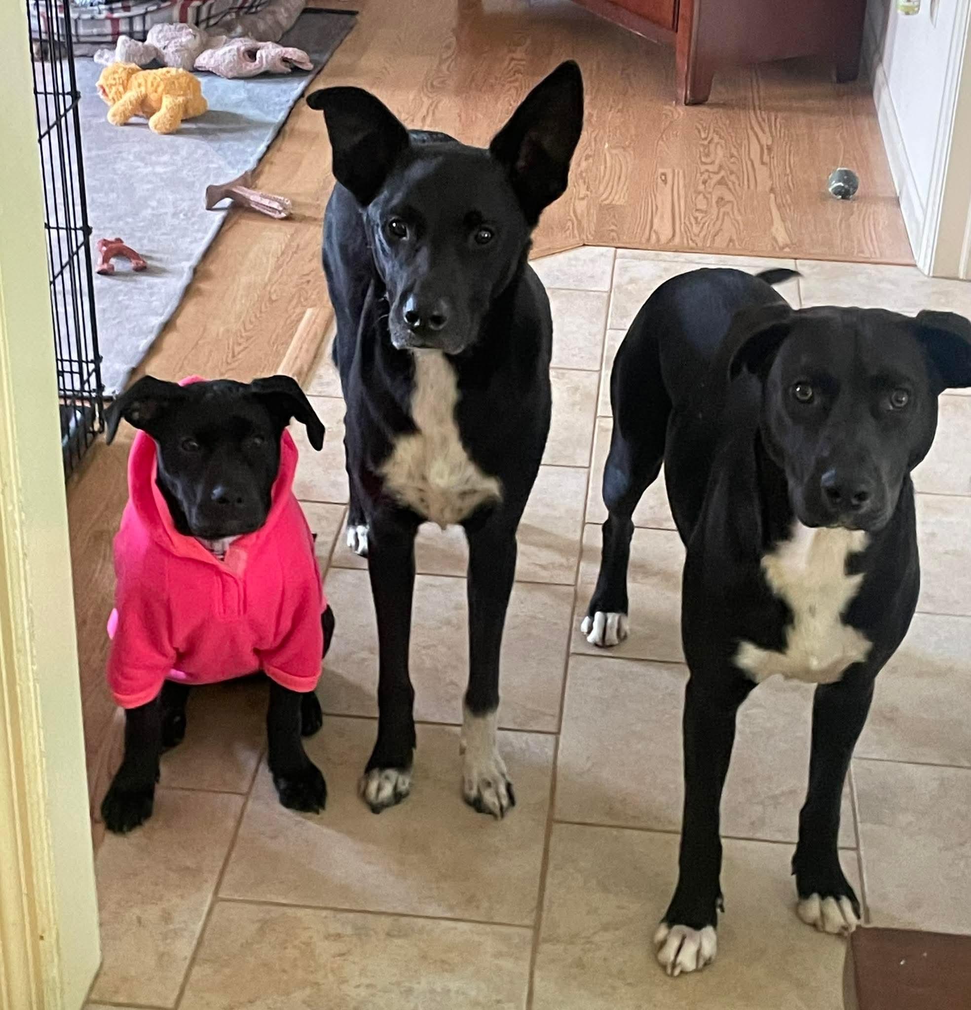 Enlarge Myrtle, a ADOPTABLE mixed breed in Bethlehem, PA image 6/6