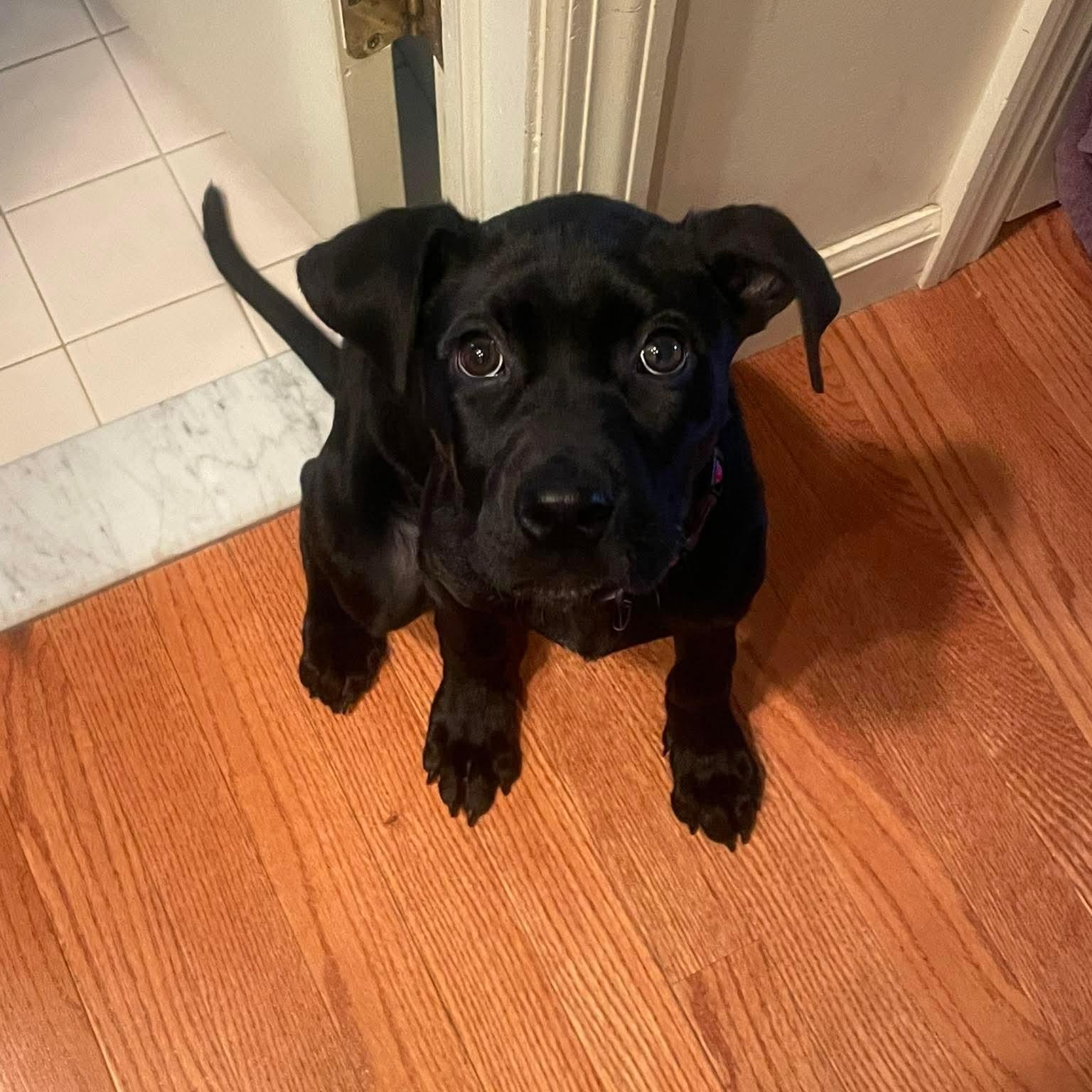 Enlarge Myrtle, a ADOPTABLE mixed breed in Bethlehem, PA image 2/4