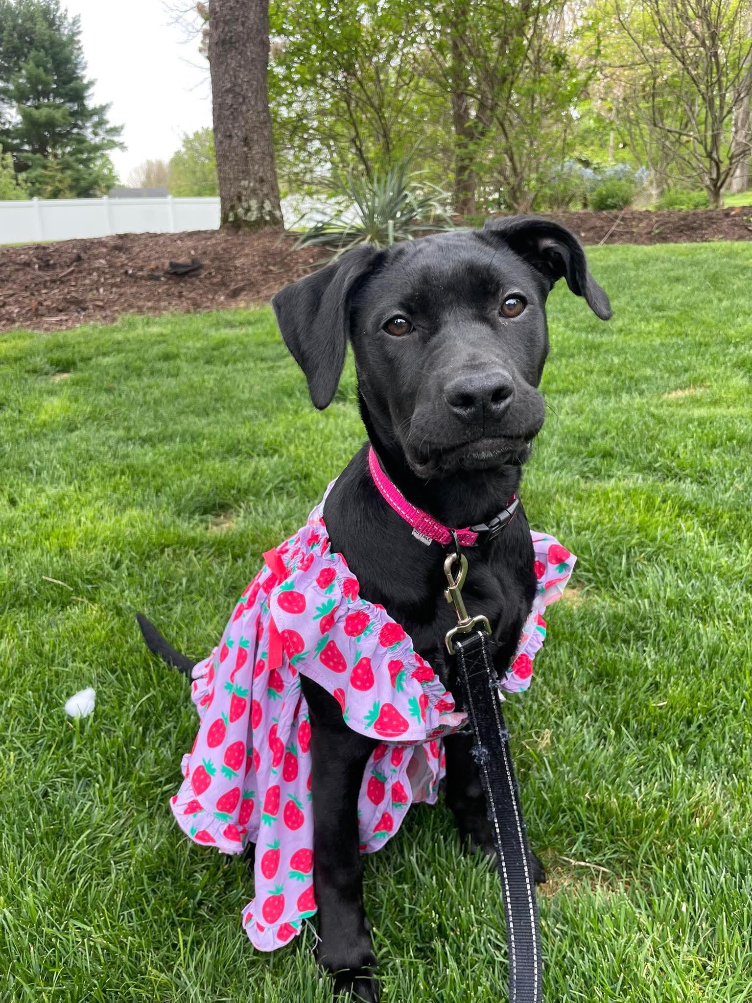 Enlarge Myrtle, a ADOPTABLE mixed breed in Bethlehem, PA image 1/6