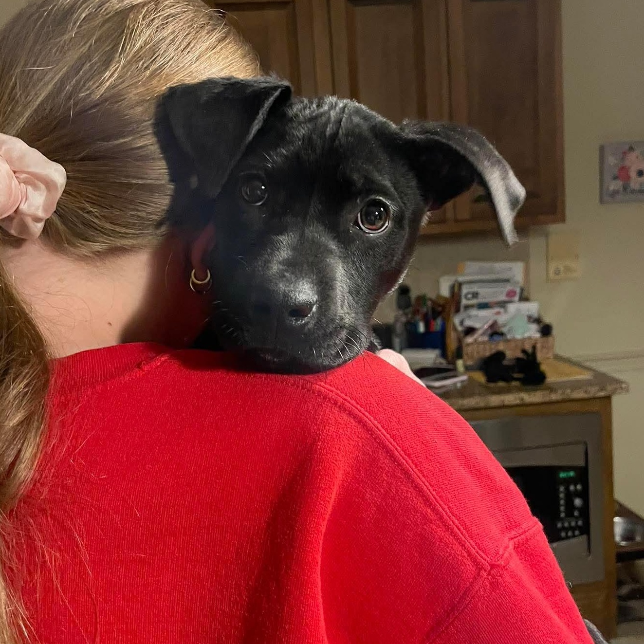 Enlarge Myrtle, a ADOPTABLE mixed breed in Bethlehem, PA image 3/4