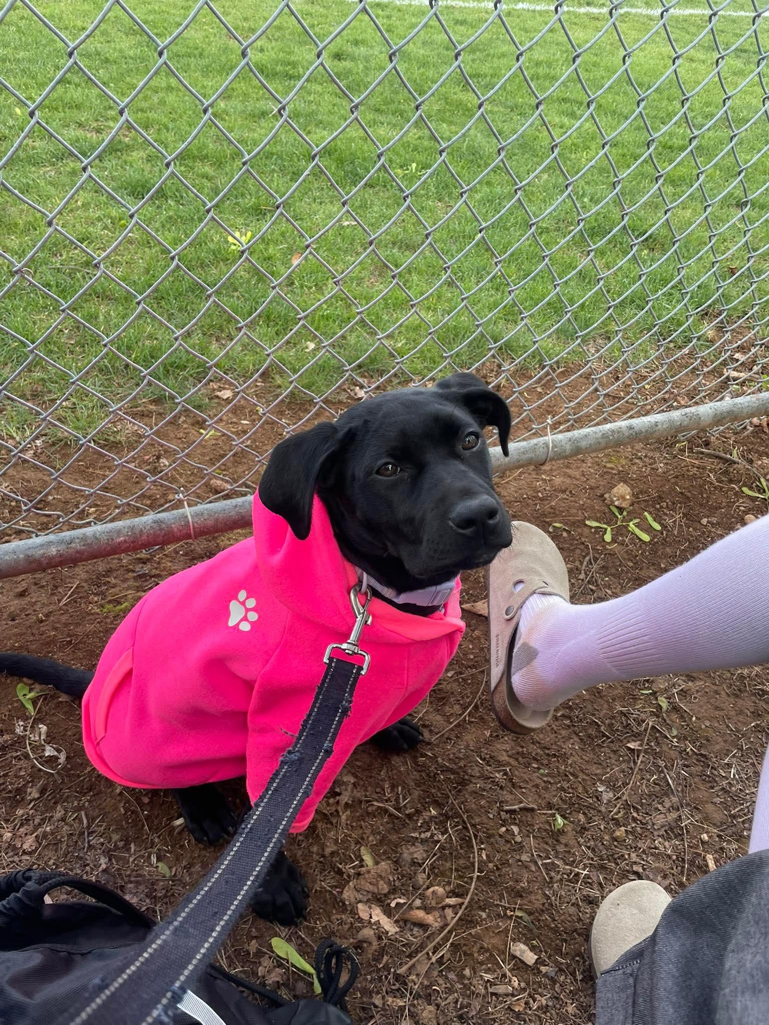 Enlarge Myrtle, a ADOPTABLE mixed breed in Bethlehem, PA image 5/6