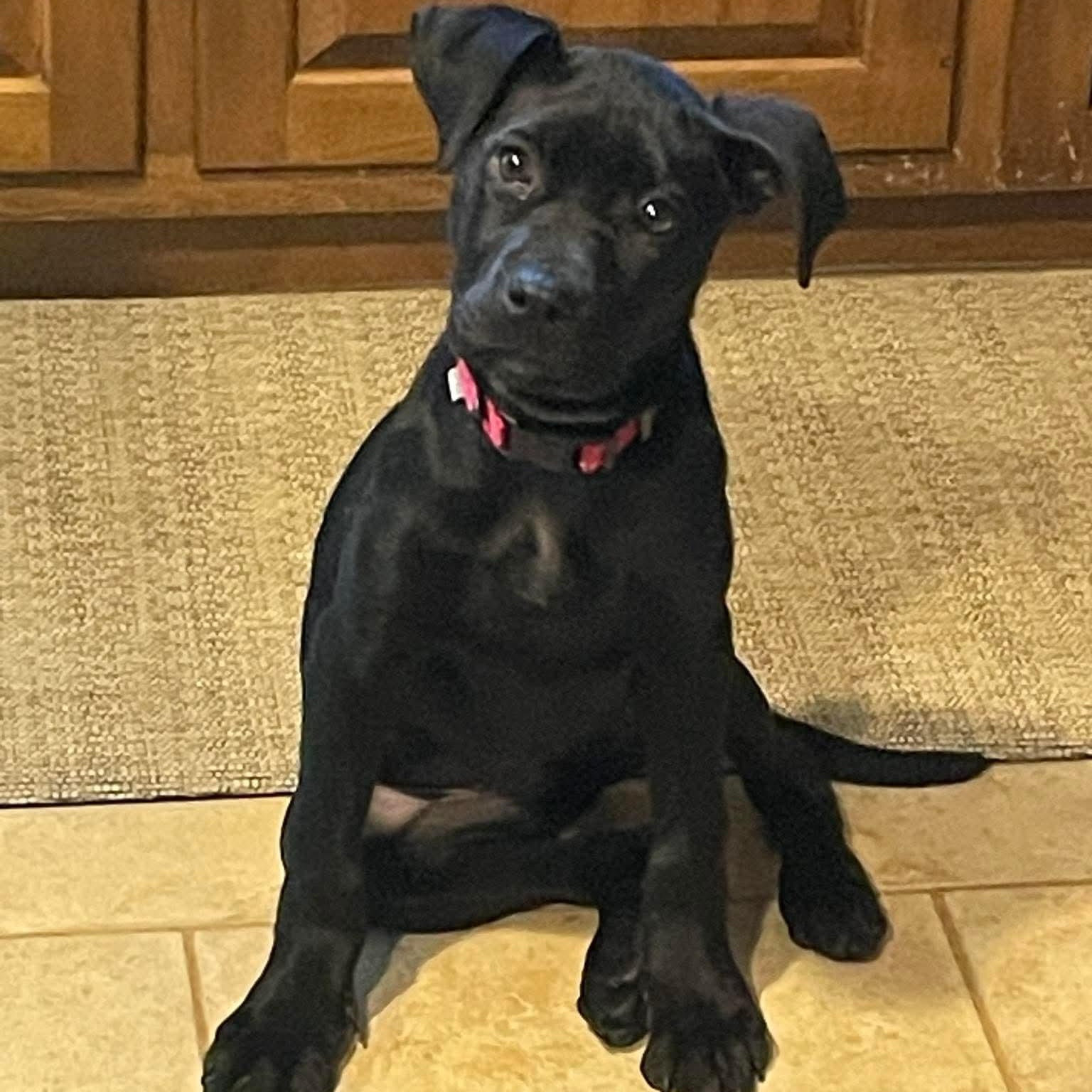 Enlarge Myrtle, a ADOPTABLE mixed breed in Bethlehem, PA image 1/4