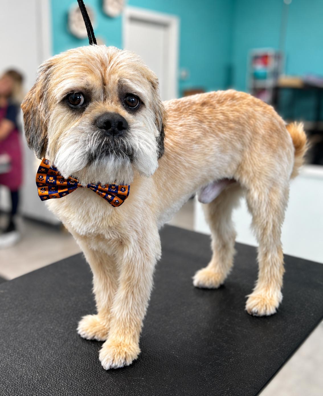 Marshmallow, Adoptable, Adult Male Terrier.