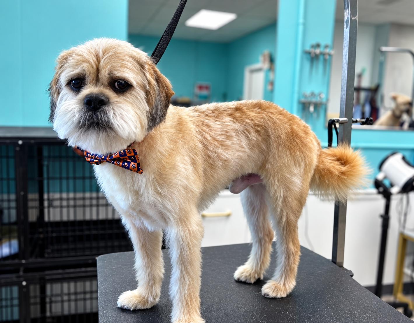Enlarge Marshmallow, a Adoptable Terrier in Morganville, NJ image 2/3