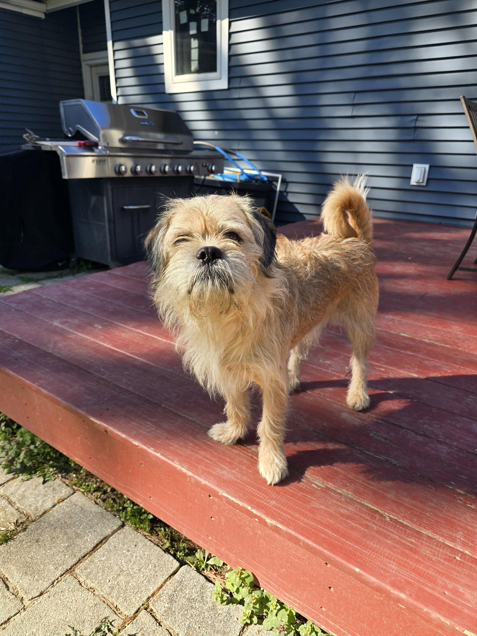 Marshmallow, Adoptable, Adult Male Terrier.