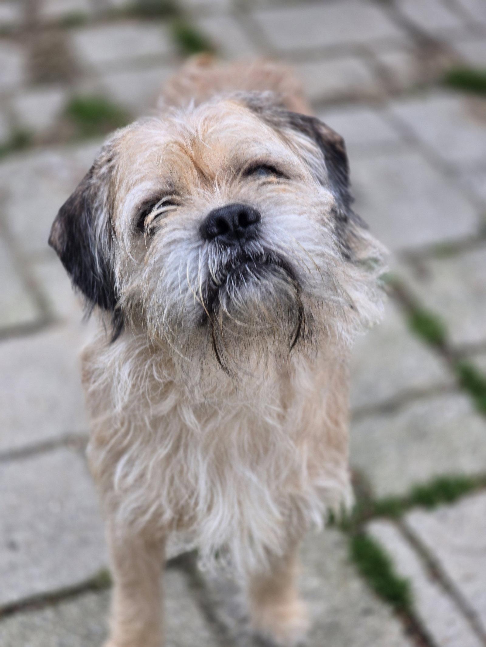 Enlarge Marshmallow, a Adoptable Terrier in Morganville, NJ image 2/3