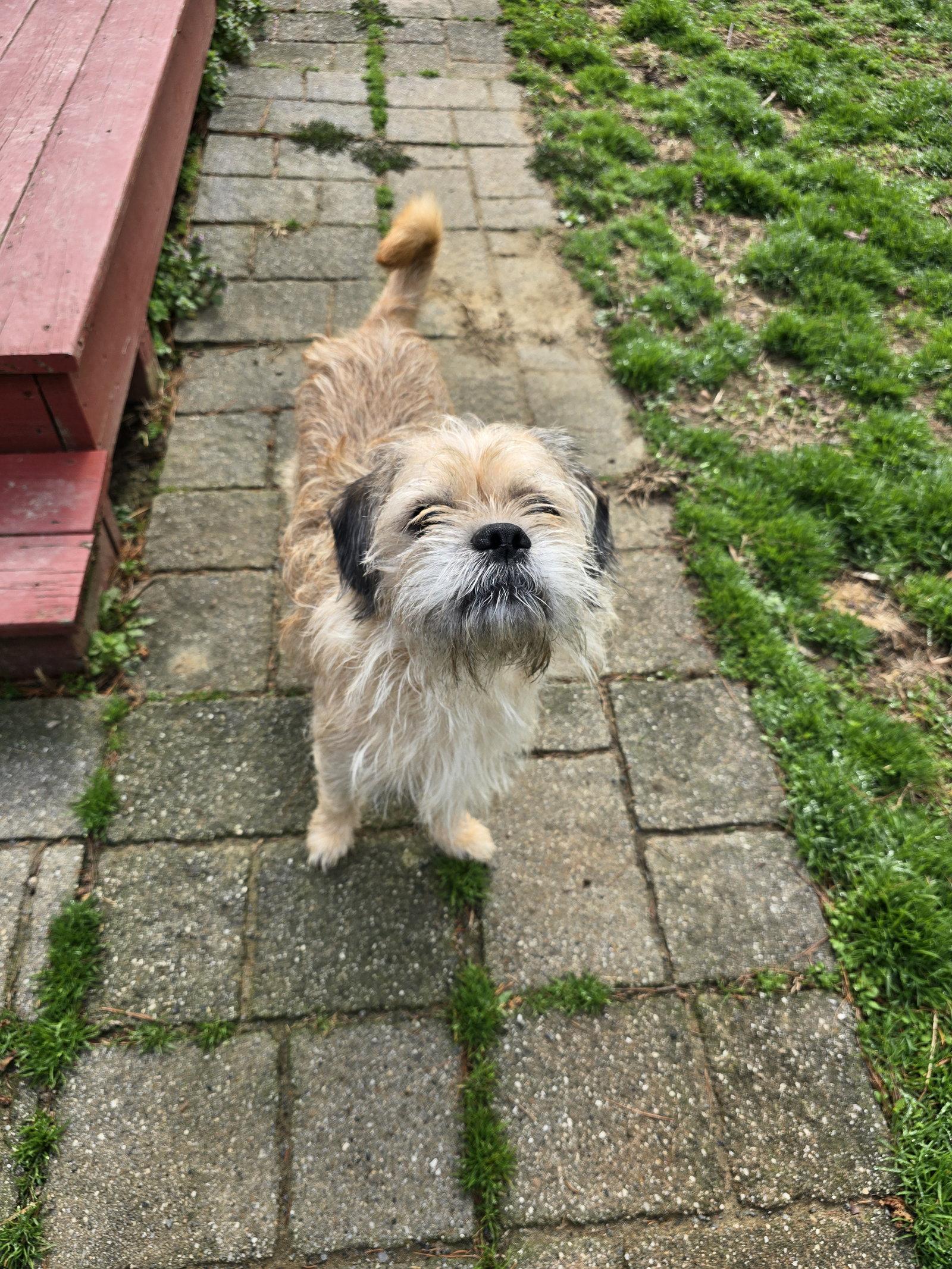 Enlarge Marshmallow, a Adoptable Terrier in Morganville, NJ image 3/3