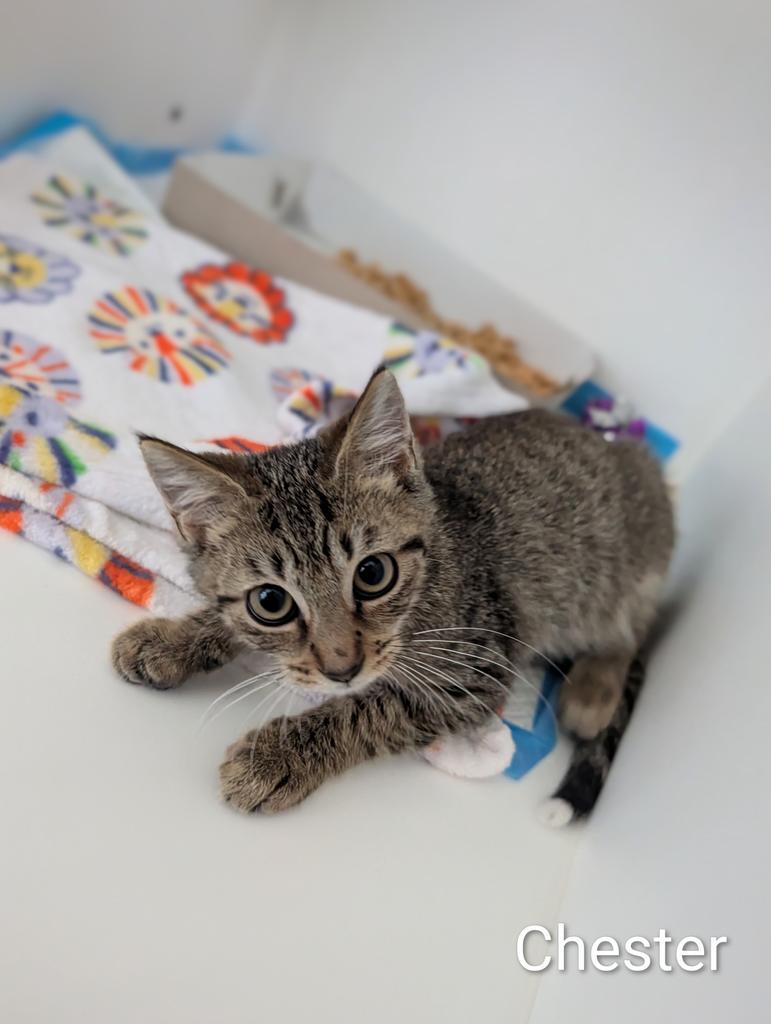 Chester, Adoptable, Kitten Male Domestic Short Hair.