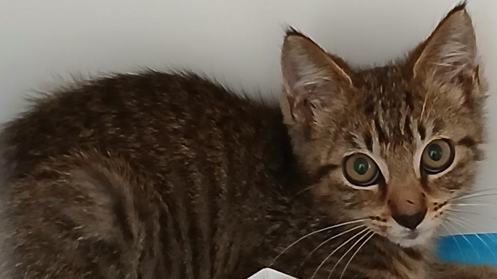 Enlarge Chester, a Adoptable mixed breed in Greenfield, IN image 3/3