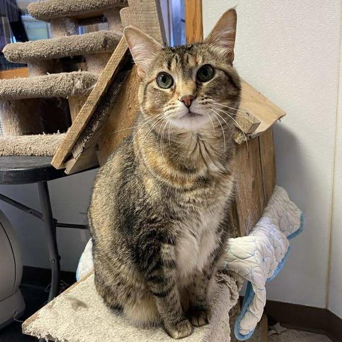 Nala, Adoptable, Senior Female Domestic Short Hair.