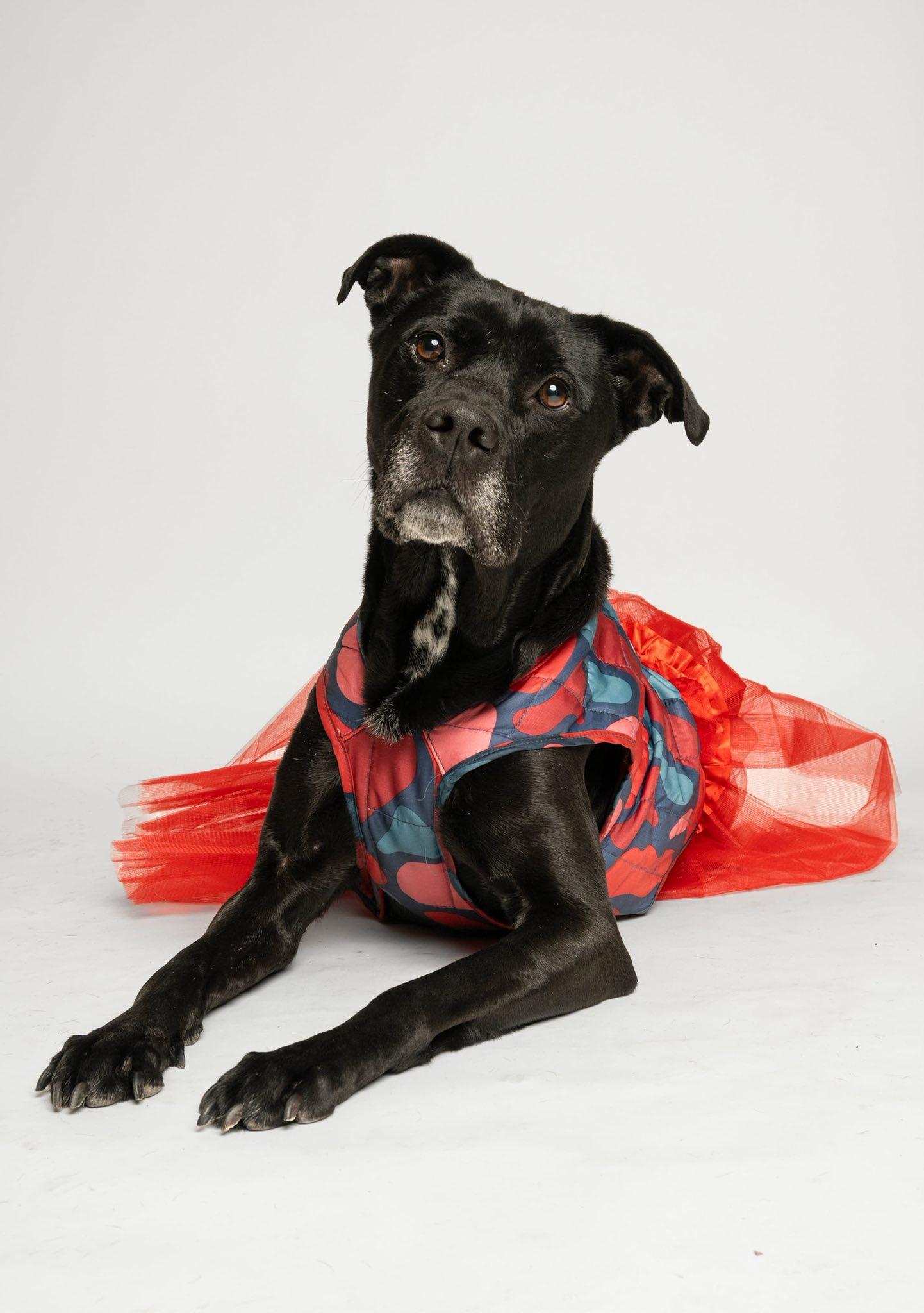 Enlarge Twinkle Toes, a Adoptable Pit Bull Terrier in Richardson, TX image 1/3