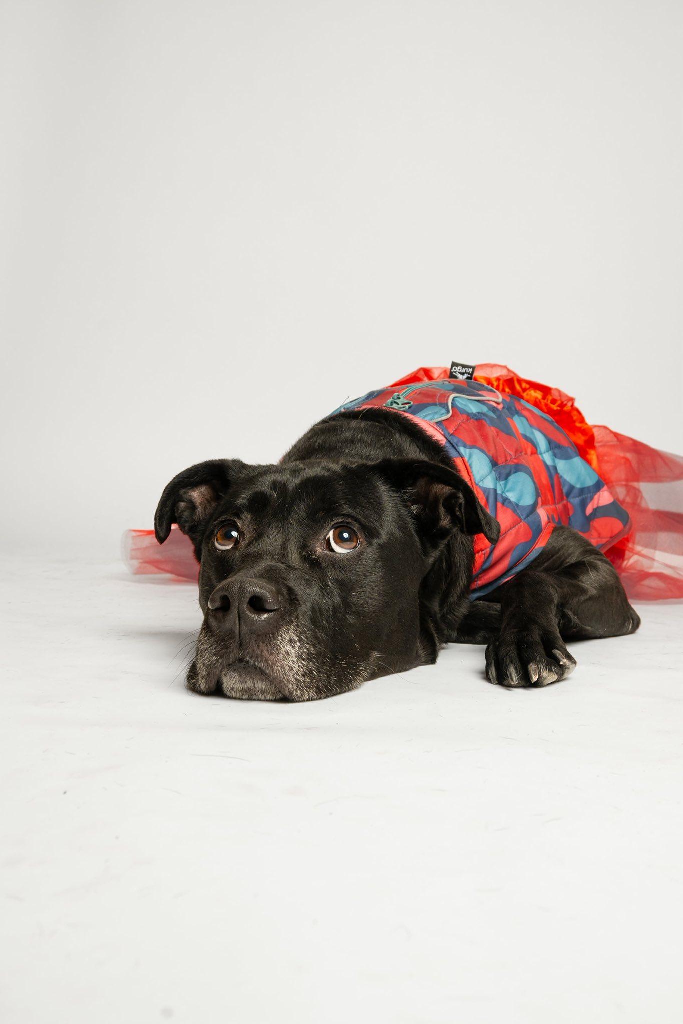 Enlarge Twinkle Toes, a Adoptable Pit Bull Terrier in Richardson, TX image 2/3