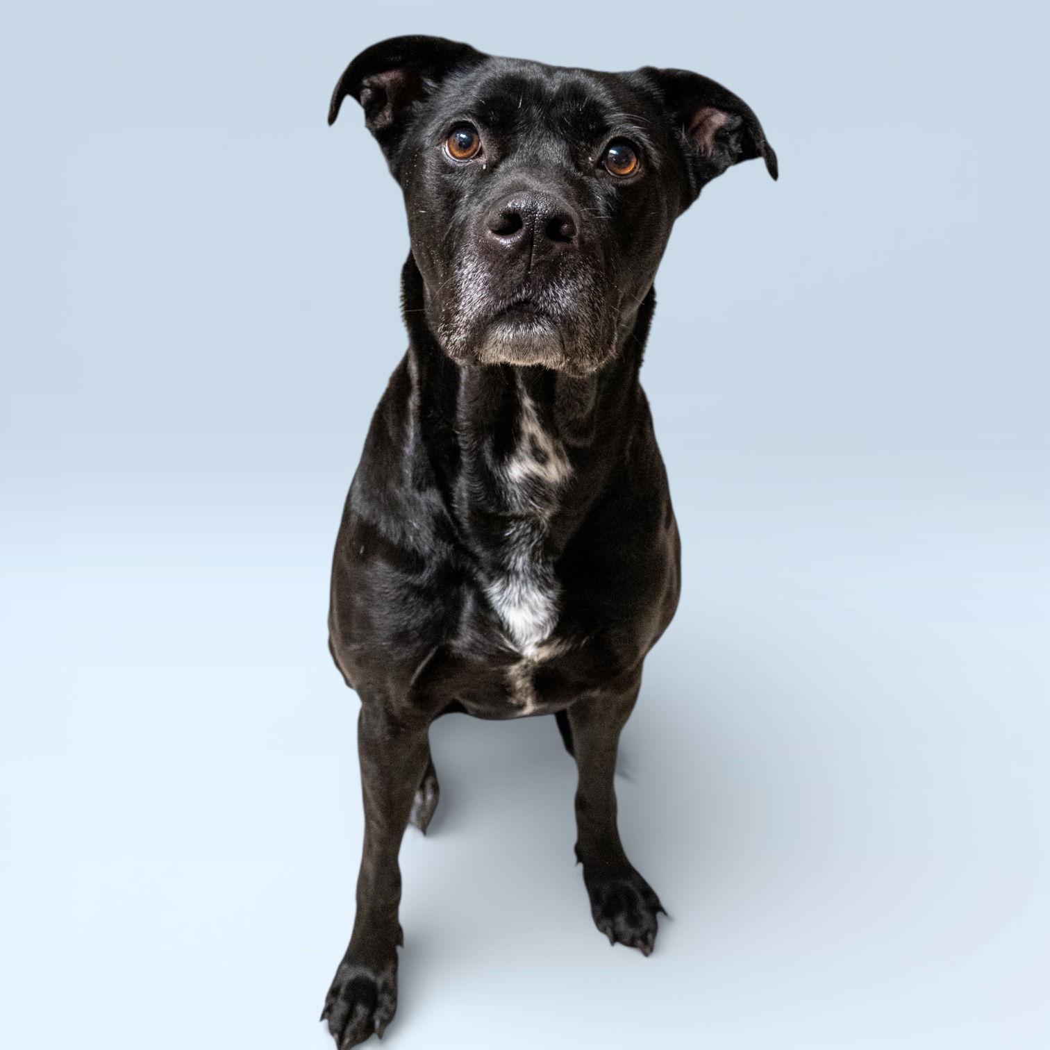Twinkle Toes, Adoptable, Adult Female Pit Bull Terrier.