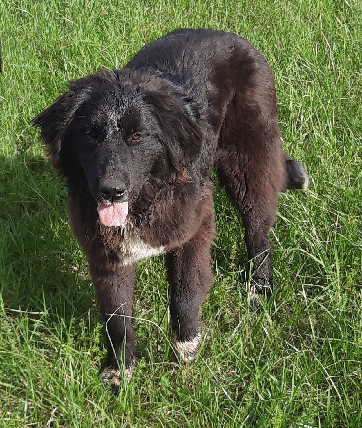 Angie, Adopted, Puppy Female Anatolian Shepherd & Australian Shepherd.