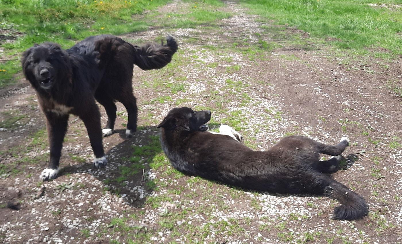 Angie, a Adopted mixed breed in Mcconnelsville, OH image 2/3