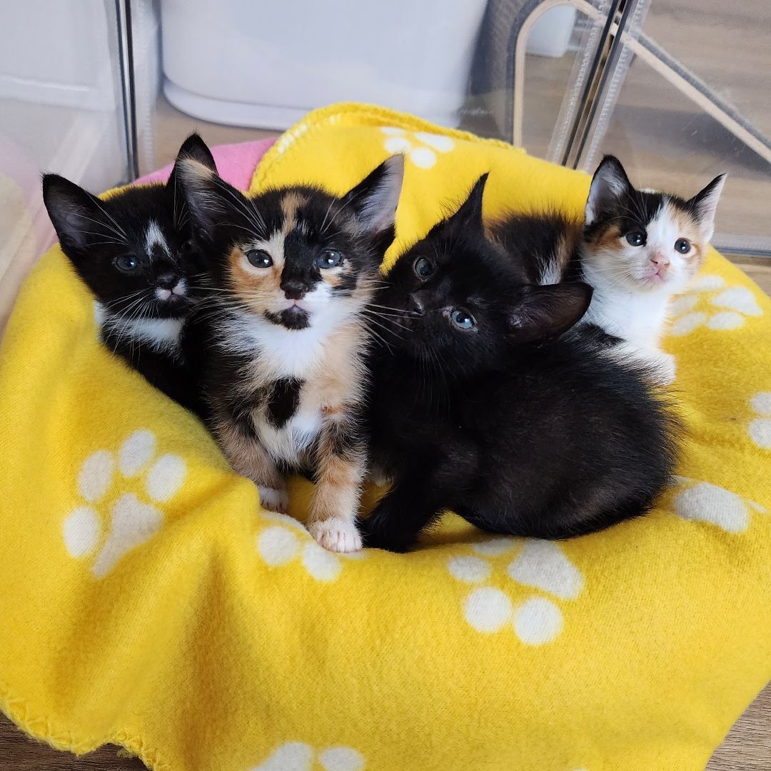 Kyoshi (Adoption Pending), Adopted, Kitten Female Calico & Domestic Short Hair.