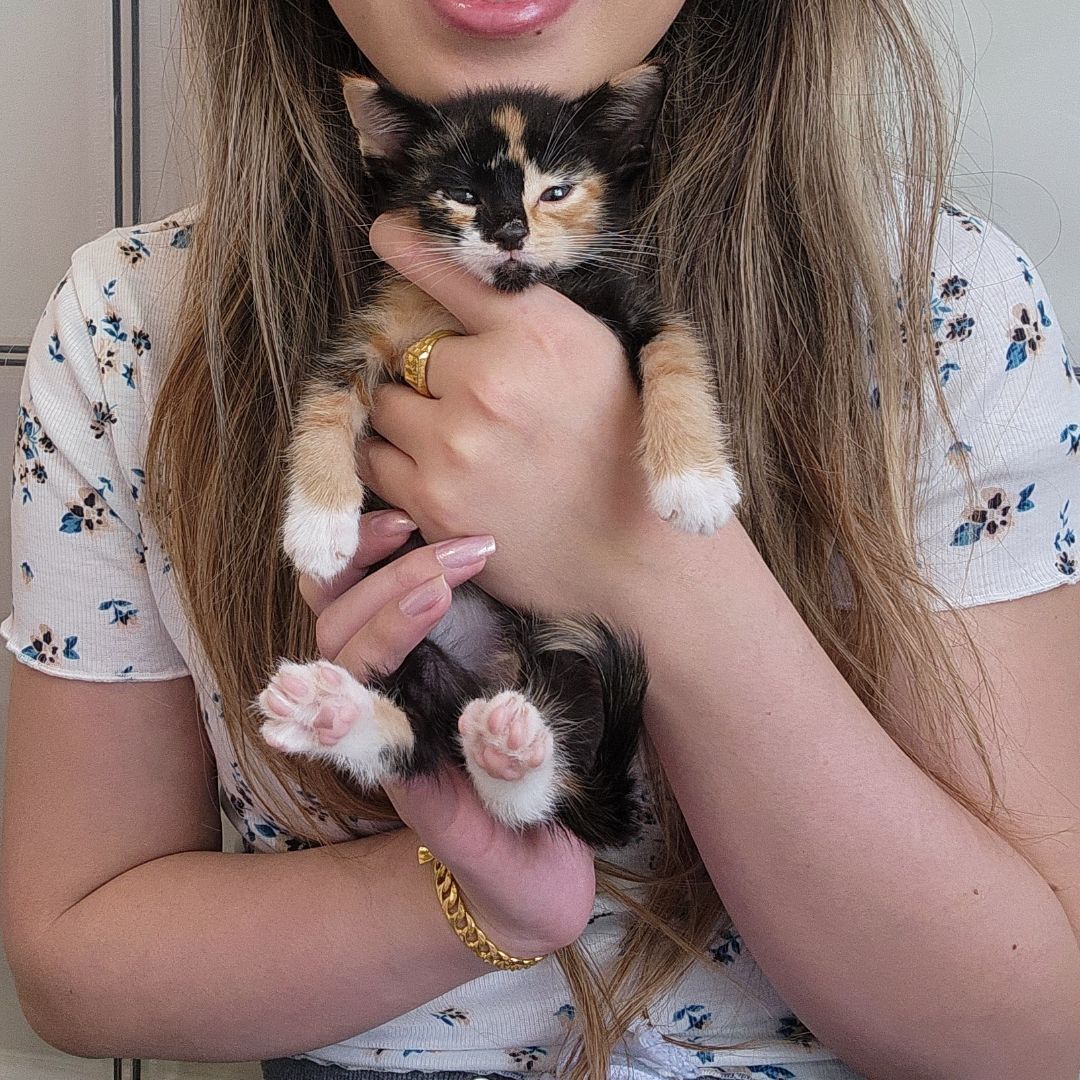 Enlarge Kyoshi (Adoption Pending), a Adopted mixed breed in Atlanta, GA image 2/12