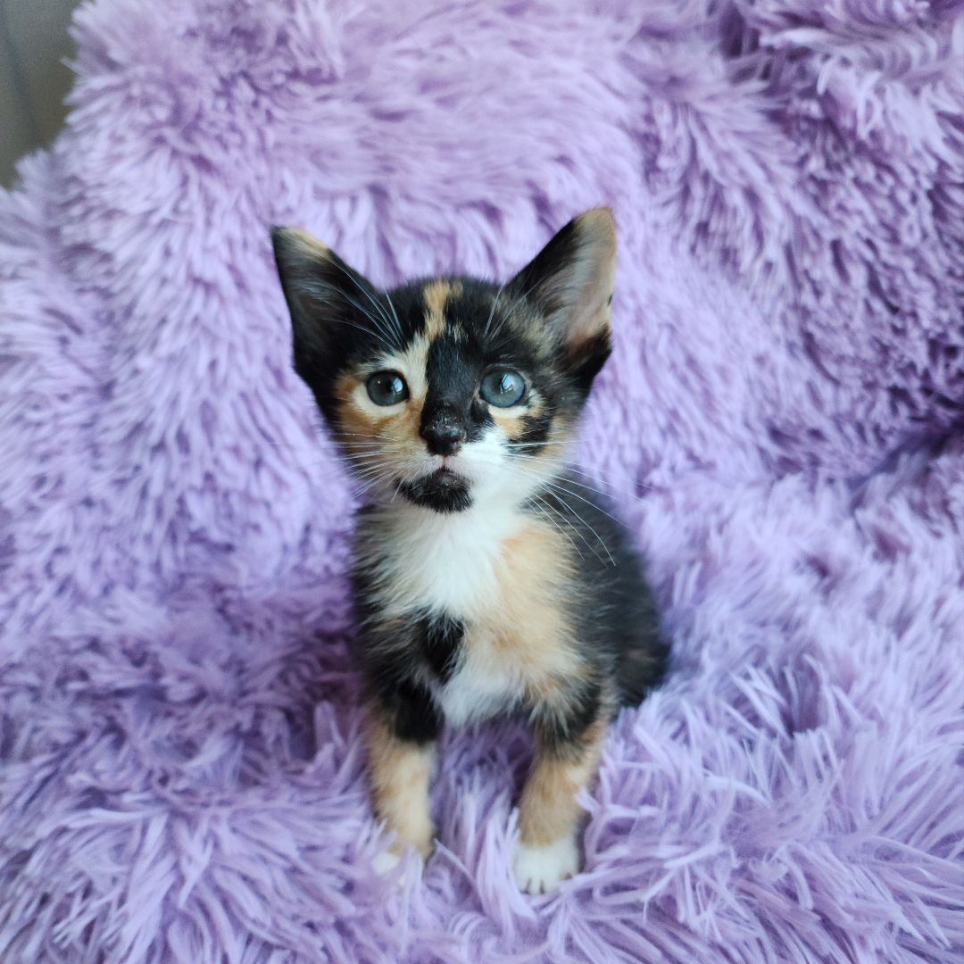 Enlarge Kyoshi (Adoption Pending), a Adopted mixed breed in Atlanta, GA image 3/12