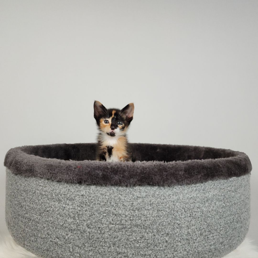 Enlarge Kyoshi (Adoption Pending), a Adopted mixed breed in Atlanta, GA image 4/12