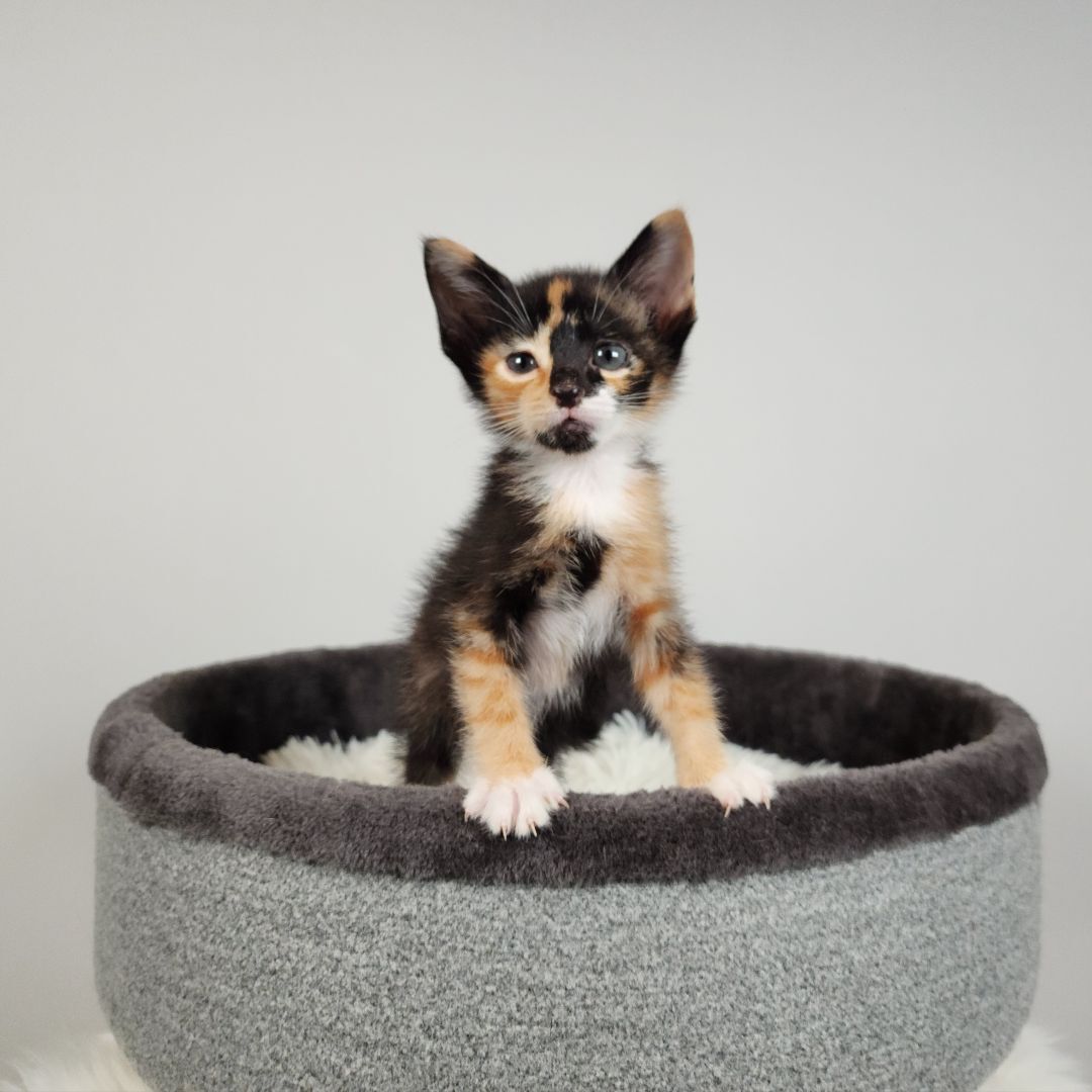 Enlarge Kyoshi (Adoption Pending), a Adopted mixed breed in Atlanta, GA image 5/12