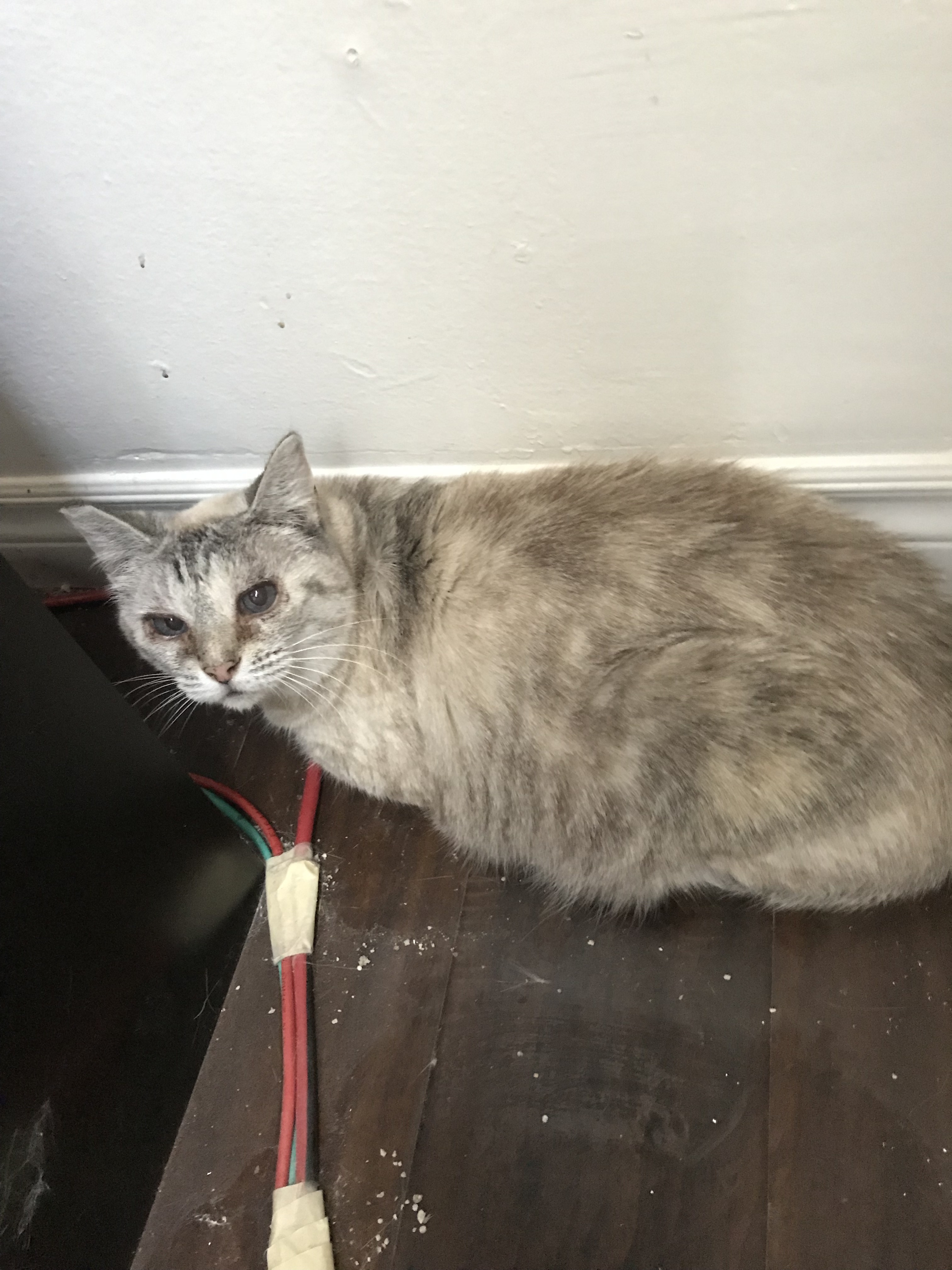Ringtail, Senior Female unknown
