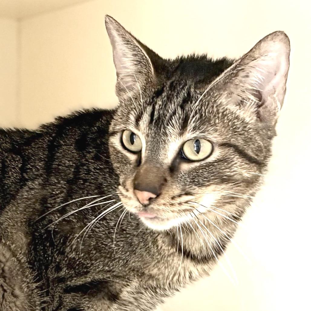 Enlarge Felix, a Adoptable Domestic Short Hair in Sarasota, FL image 1/6