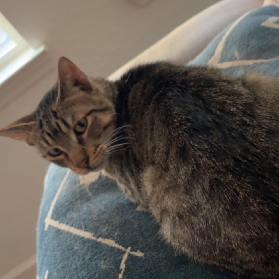 Enlarge Felix, a Adoptable Domestic Short Hair in Sarasota, FL image 2/6