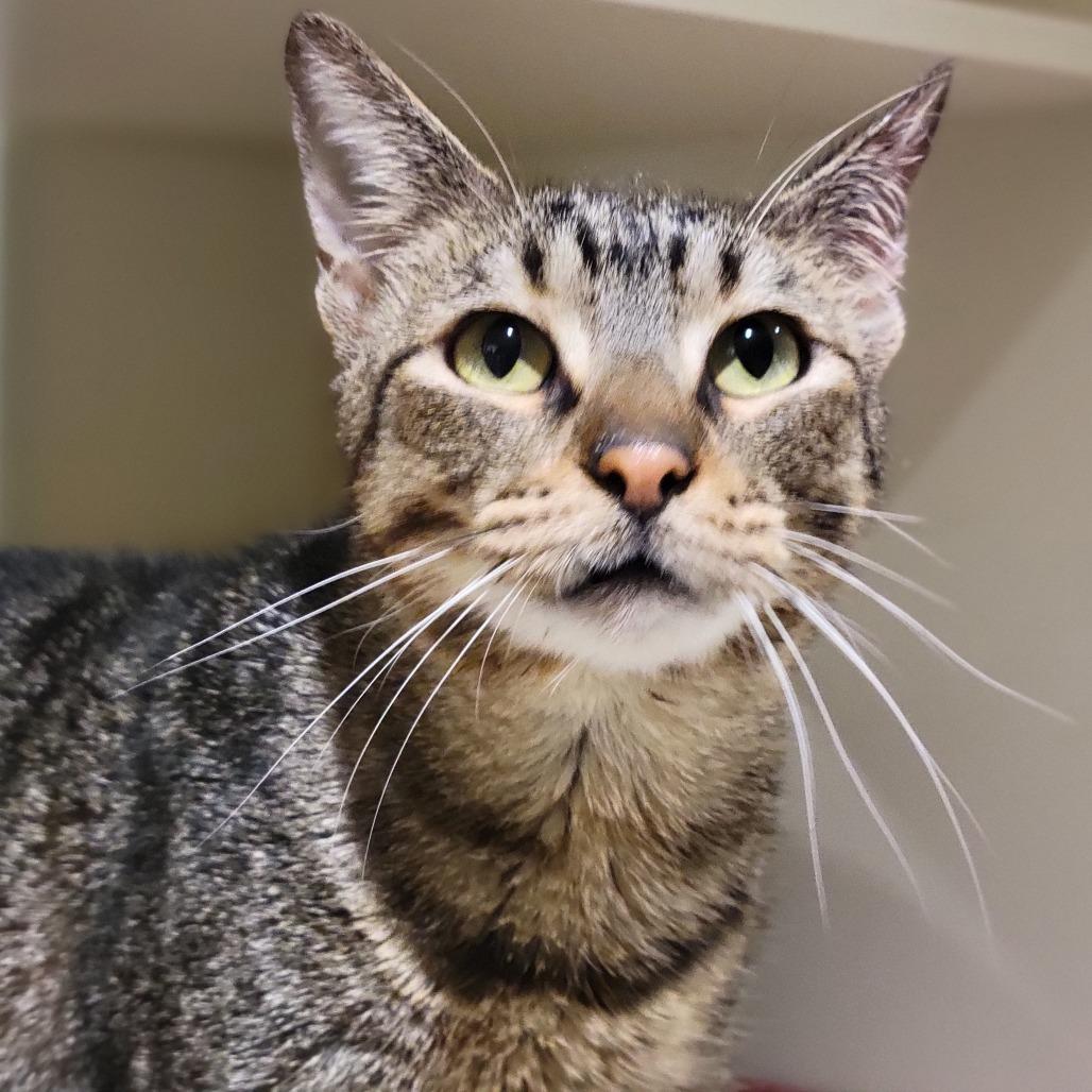 Enlarge Felix, a Adoptable Domestic Short Hair in Sarasota, FL image 5/6